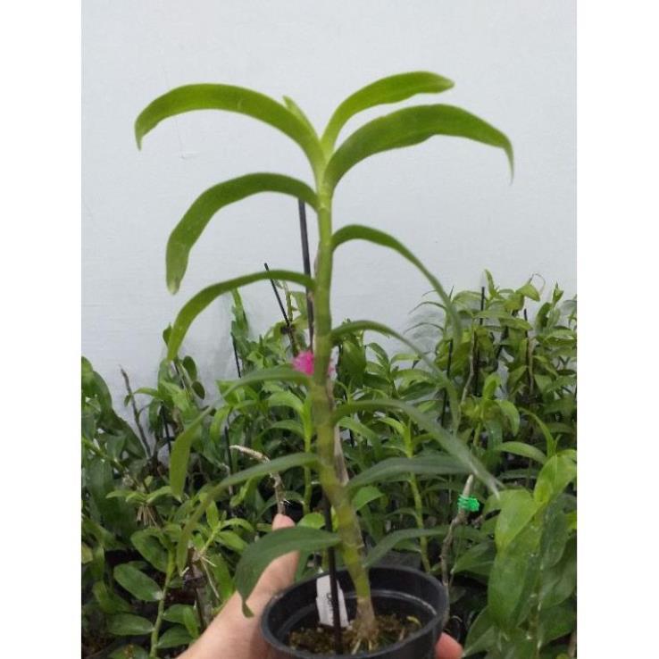 Hoa phong lan - trầm rồng đỏ
