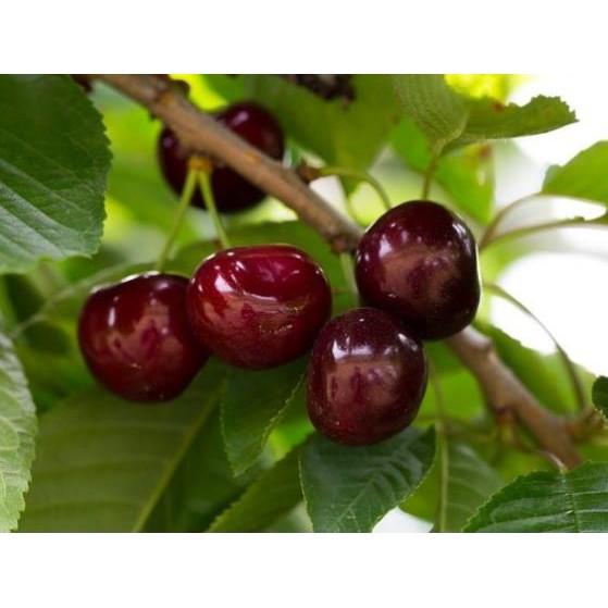 Cây giống CHERRY chịu nhiệt - Cây giống F1- hàng nhập khẩu
