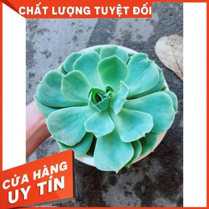 Chậu Sen Đá Xanh Đất Nhiều Người Mua