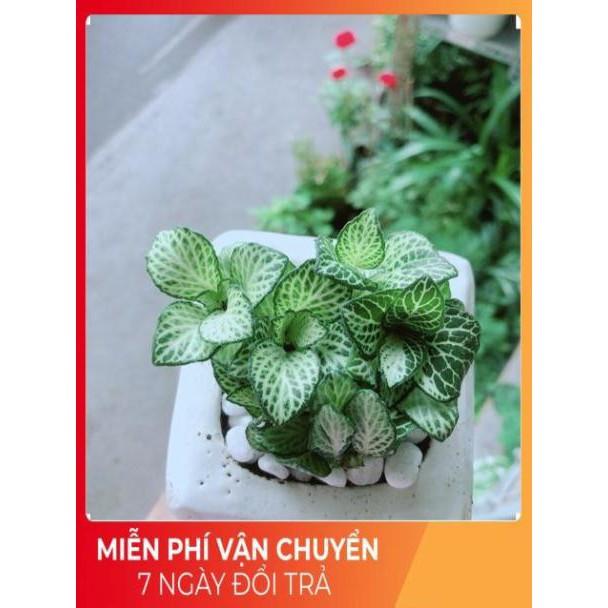 Cẩm Nhung  Kèm Chậu Sứ