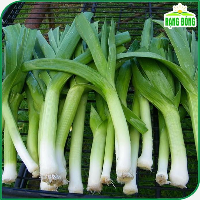 Hạt giống Tỏi Tây Trồng Quanh Năm, Kháng Bệnh Tốt - Hạt Giống Rạng Đông
