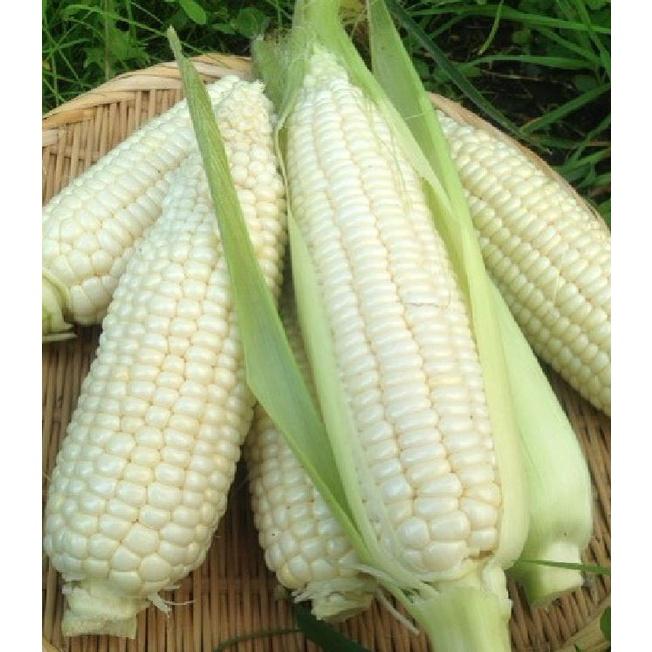 Hạt giống ngô nếp dẻo Thái F1 CT220 - Gói 30 hạt