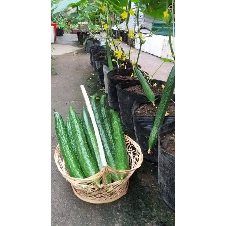 04 Gói Hạt Giống Dưa Chuột Trái Dài - Dưa Chuột Nhật