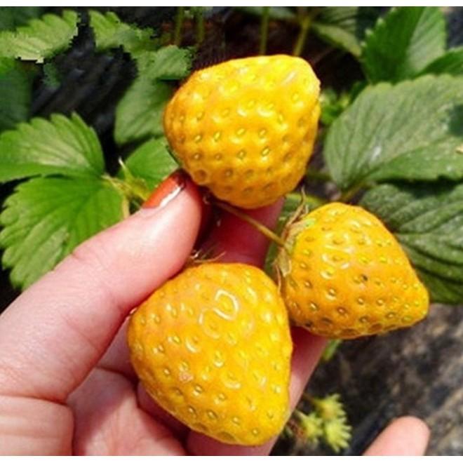 Hạt Giống Dâu Tây Vàng 100 hạt/gói