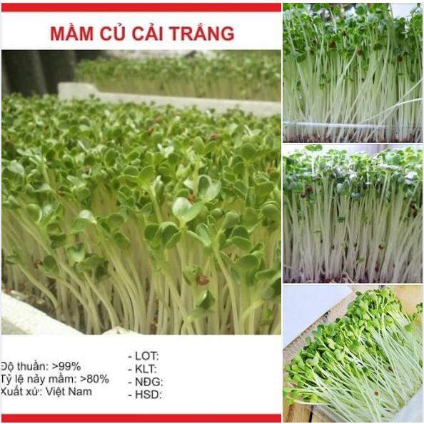 Combo 3 gói hạt giống rau ăn mầm