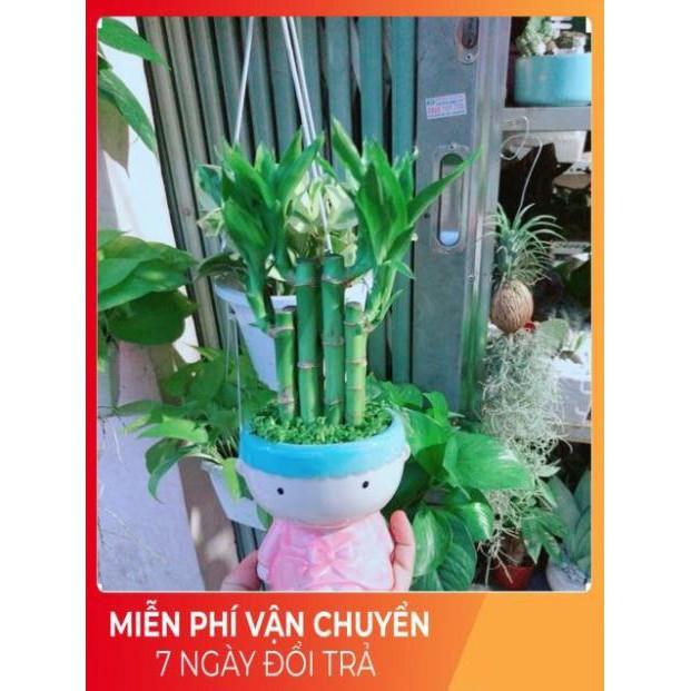 Chậu Trúc Phát Tài Cô Gái