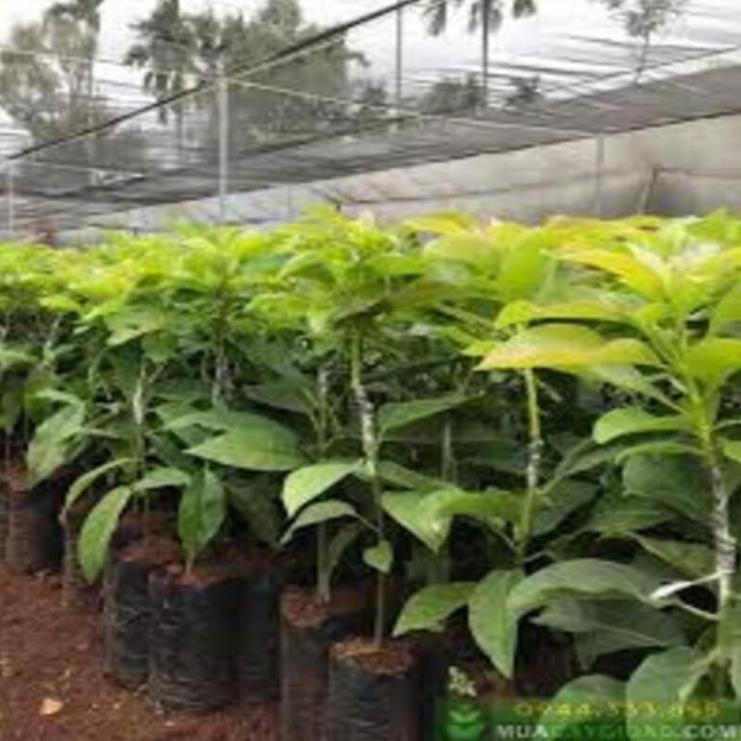 Cây giống bơ Both 7 Bơ trái vụ giống mới ăn ngon năng suất cao