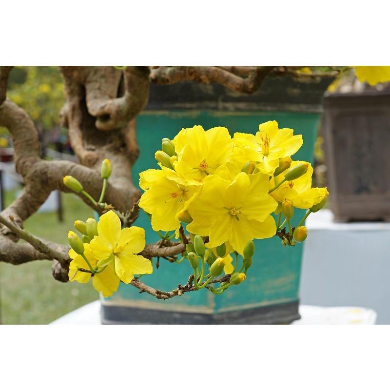 SẢN PHẨM: CÂY GIỐNG MAI TRUYỀN THỐNG