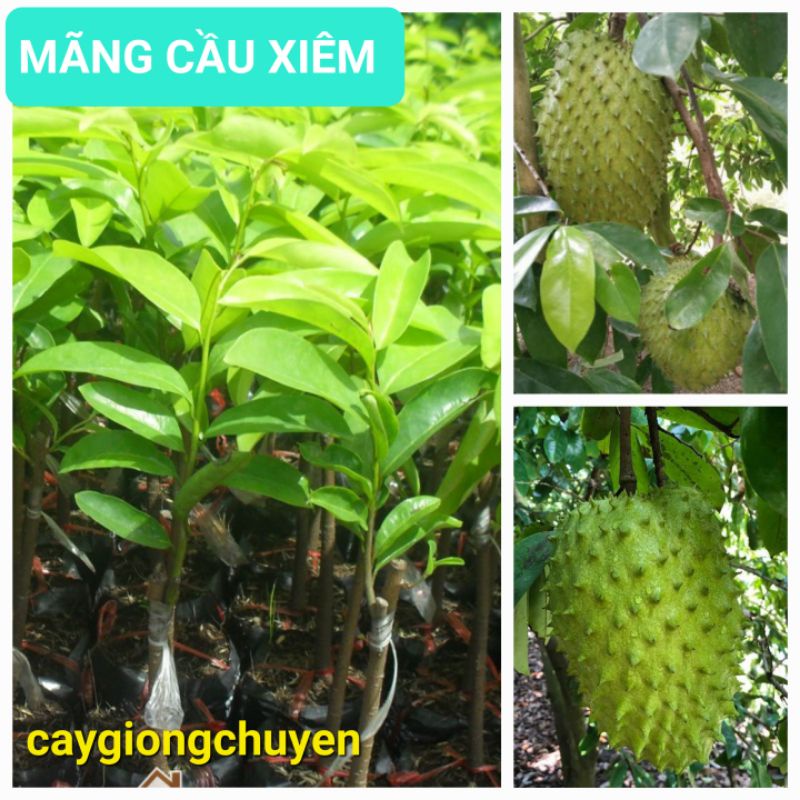 CÂY GIỐNG MÃNG CẦU XIÊM GHÉP SIÊU SỚM