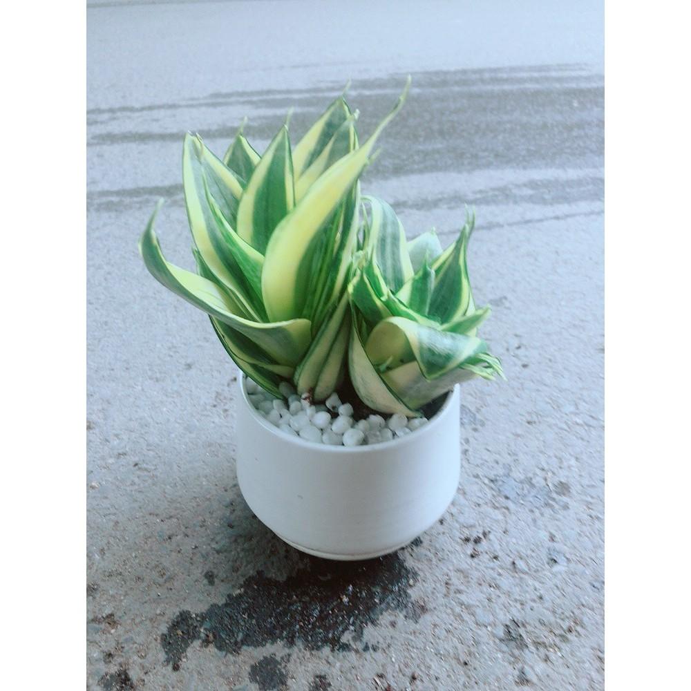 Chậu Lưỡi Hổ Thái Vàng