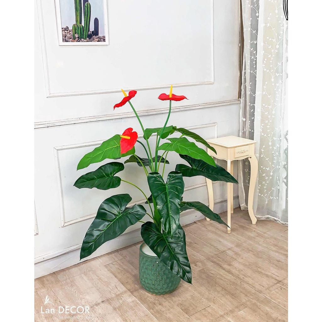 CÂY HOA HỒNG MÔN CAO 120CM - LC2373