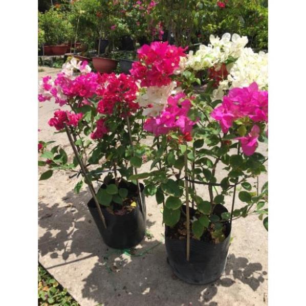 Cây hoa giấy 3 màu cực đẹp