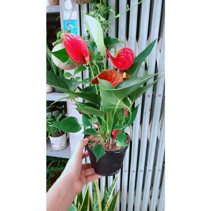 Cây Hồng Môn Hàng Đẹp Nhiều Hoa