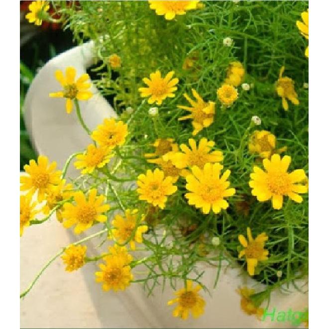 Hạt giống hoa cúc sao băng màu vàng,hạt giống chuẩn f1 -1 gói 50 hạt