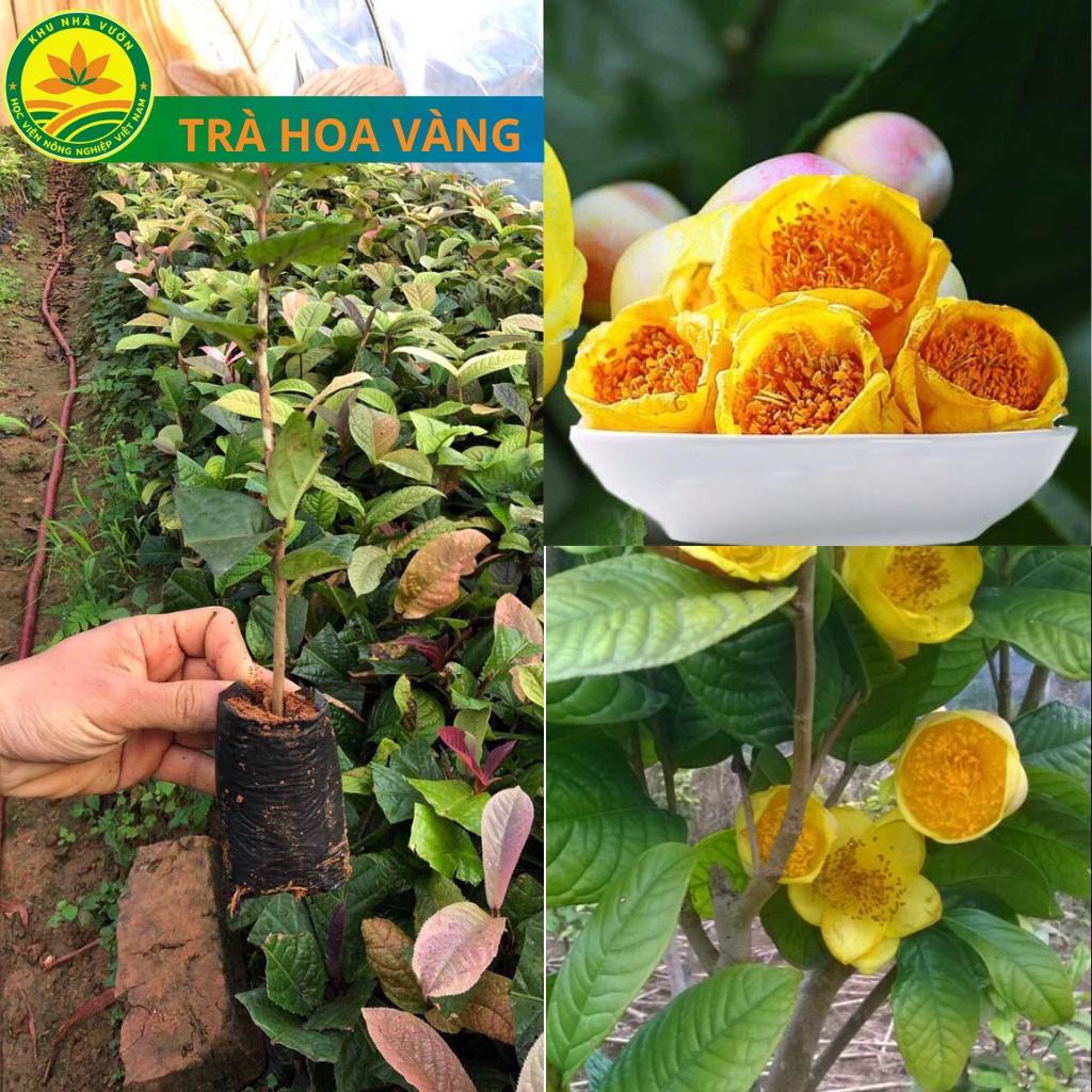 Cây giống trà hoa vàng, cây cao 20 cm, cây Dược Liệu Quý, vừa làm cảnh vừa có trà uống