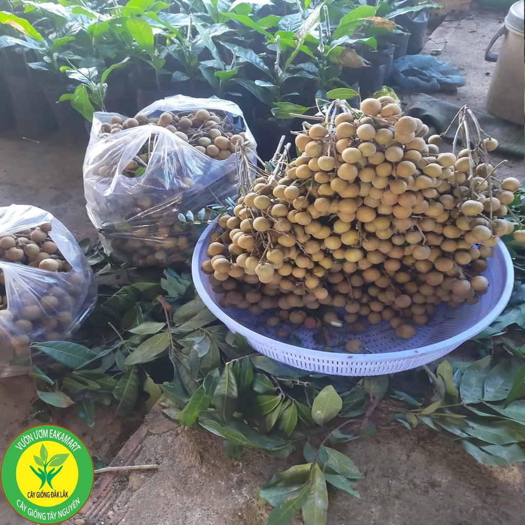 Cây giống nhãn tiêu siêu sai