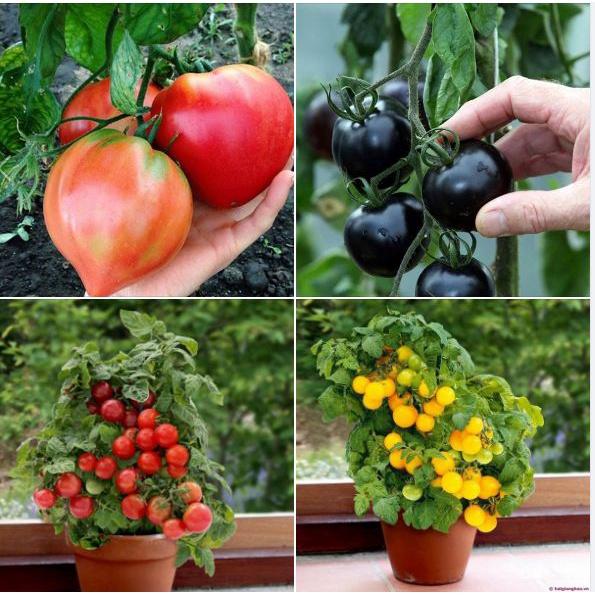 Combo 4 gói hạt giống cà chua các loại-gói 20 hạt-tặng kèm gói phân bón lót