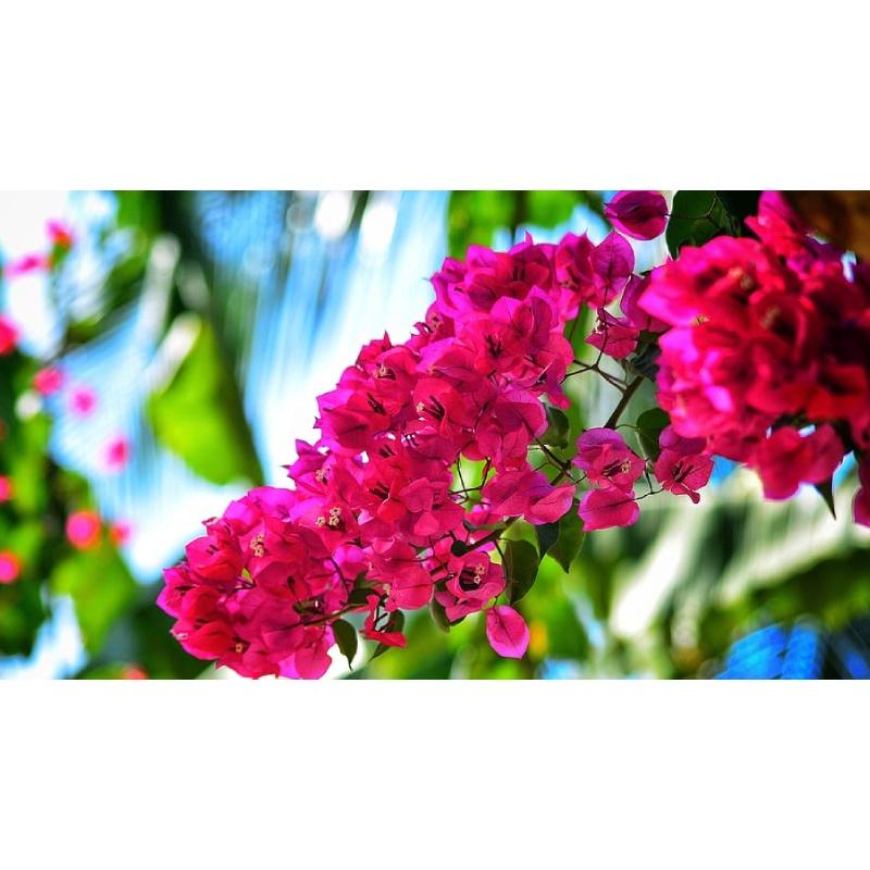 CÂY GIỐNG HOA BÔNG GIẤY