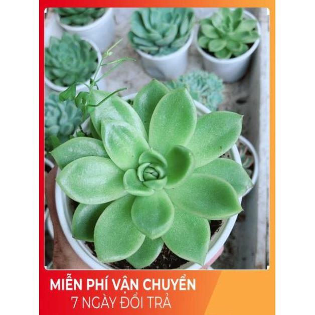 Sen Đá Size Trung Đồng Giá 45k