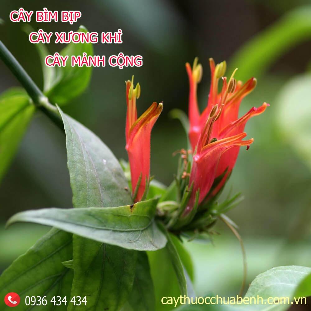 Thảo dược CÂY BÌM BỊP khô sạch loại 1 - congtyduoclieuhonglan
