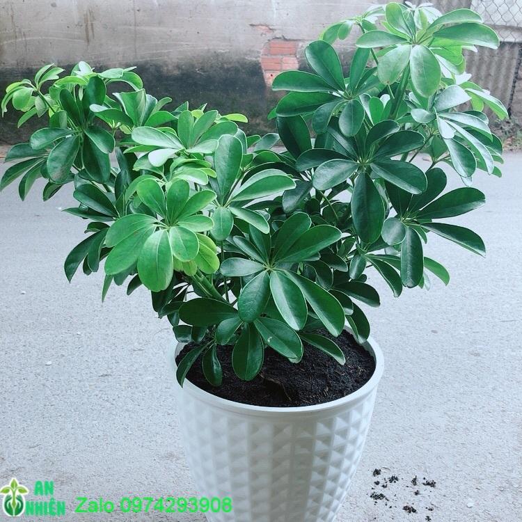 Chậu Cây Ngũ Gia Bì Size Đại