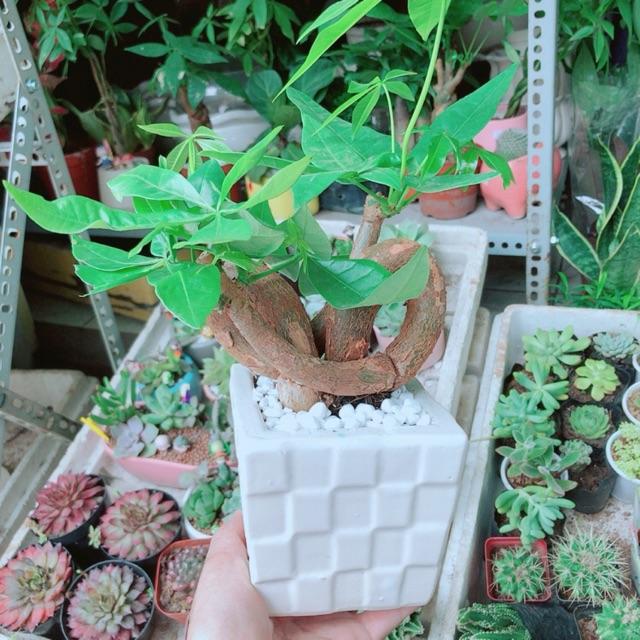 Chậu Kim Ngân Nơ