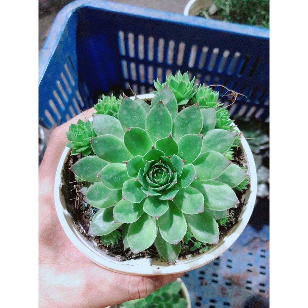 Sen Đá Phật Bà Kèm Chậu Sứ