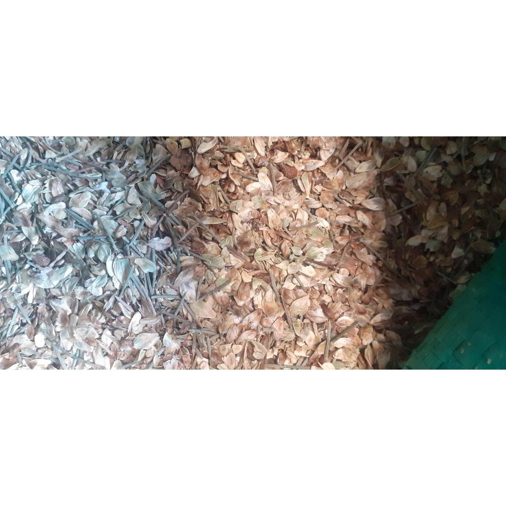 200 gram hạt giống cây phi lao