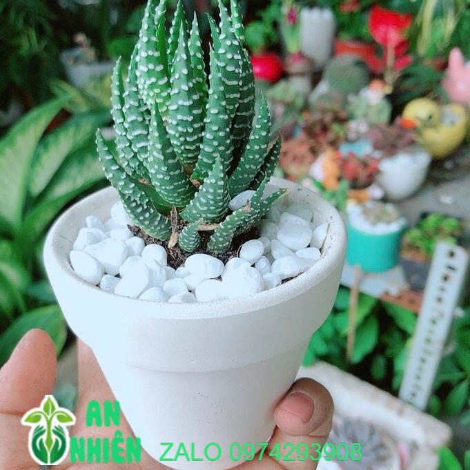 Chậu Cây Xương Rồng Búp