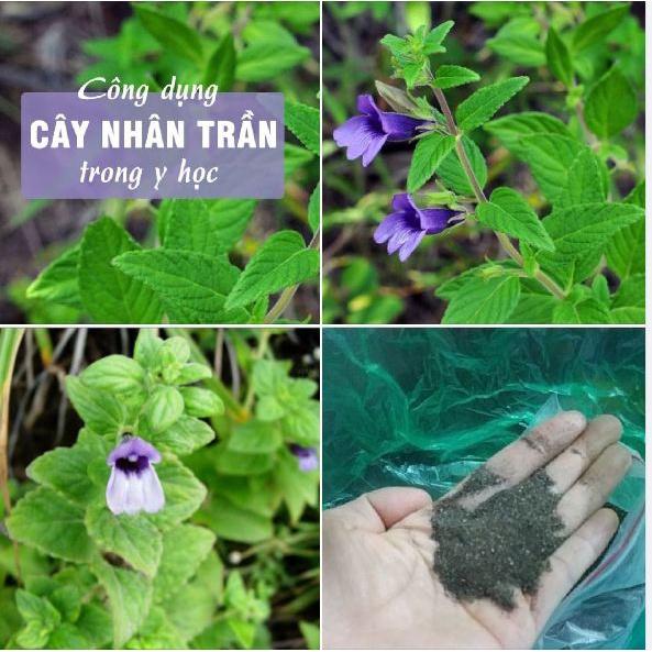 Hạt Giống Cây Nhân Trần CT209 - Gói 1gram