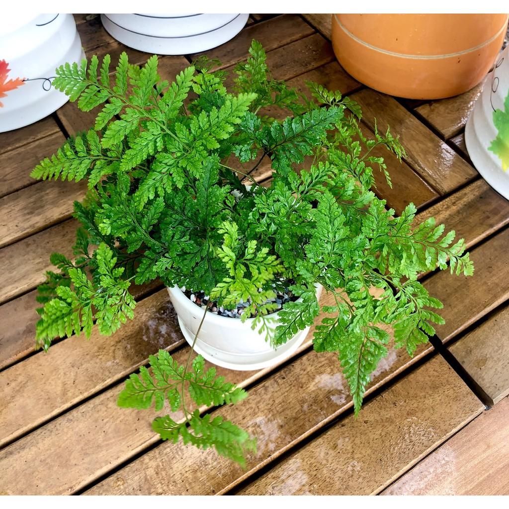 Chậu sứ cây Dương xỉ