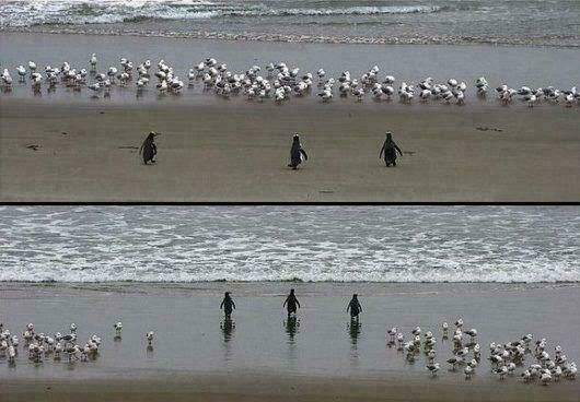 rage comic-troll chapter 78 14