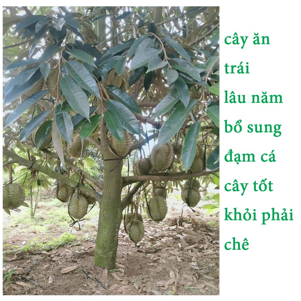 1 Lít - Phân Bón Hữu Cơ, Dịch đạm cá nước ngọt cô đặc, an toàn cho hệ sinh thái-76124