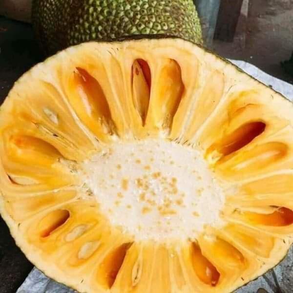 Cây Giống Mít nghệ tứ quý