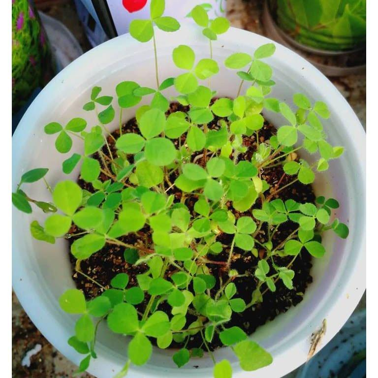 Hạt Giống Cỏ May Mắn 50gram - Cỏ trang trí sân vườn