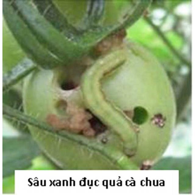 Chế phẩm sinh học Trái Cà - hiệu quả ngay, thân thiện môi trường - gói 20ml