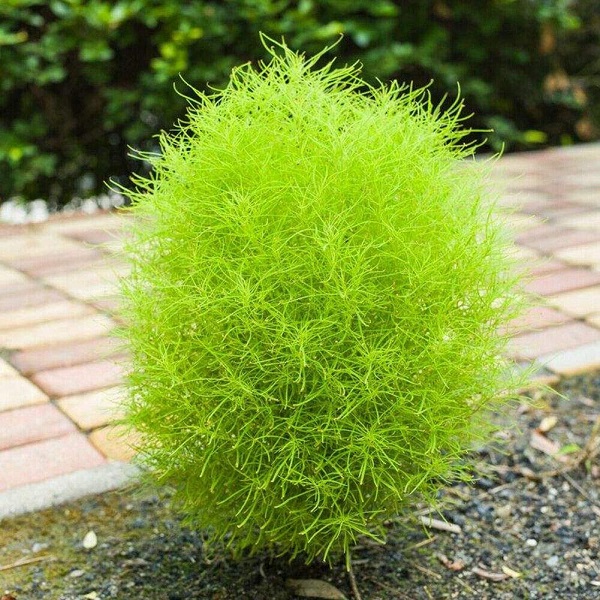 Hạt giống cỏ đổi màu gói 100 hạt