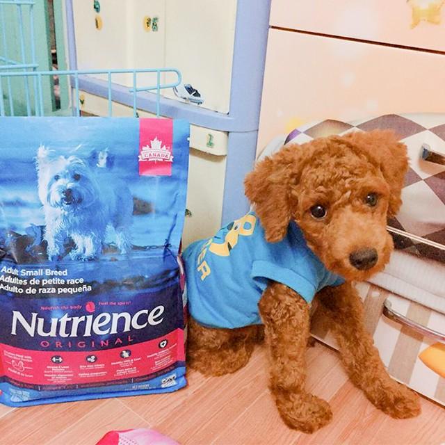 Thức Ăn Cho Chó Nutrience Bao 500g Thịt Gà, Thịt Bò, Thịt Cừu, Cá Hồi - Hỗ Trợ Da Lông, Xương Sụn Cơ Khớp, Hệ Tiêu Hoá