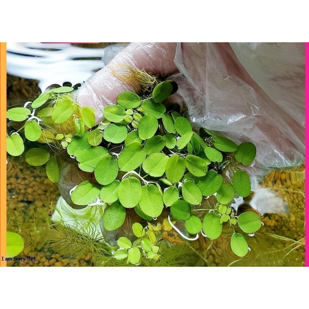 Bèo tai chuột trang trí và lọc nước bể thủy sinh cá cảnh