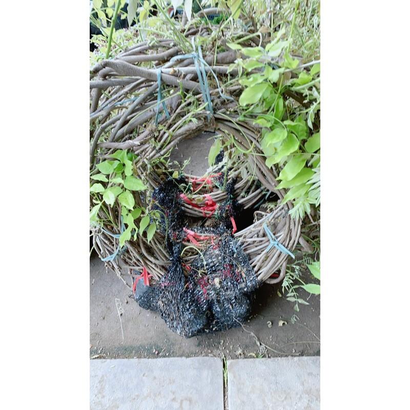 Cây Tử Đằng 5 Cây