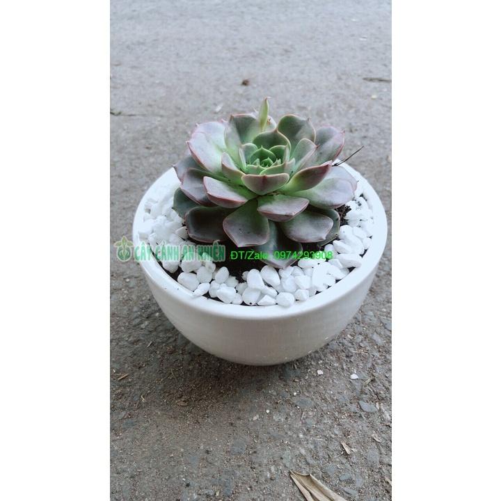 Chậu Cây Sen Đá Nâu