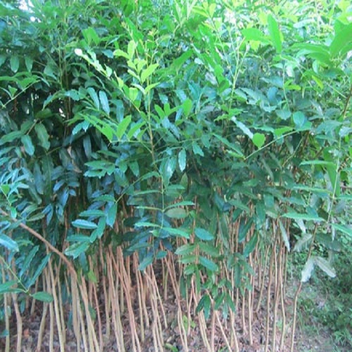 Cây xà cừ giống cao