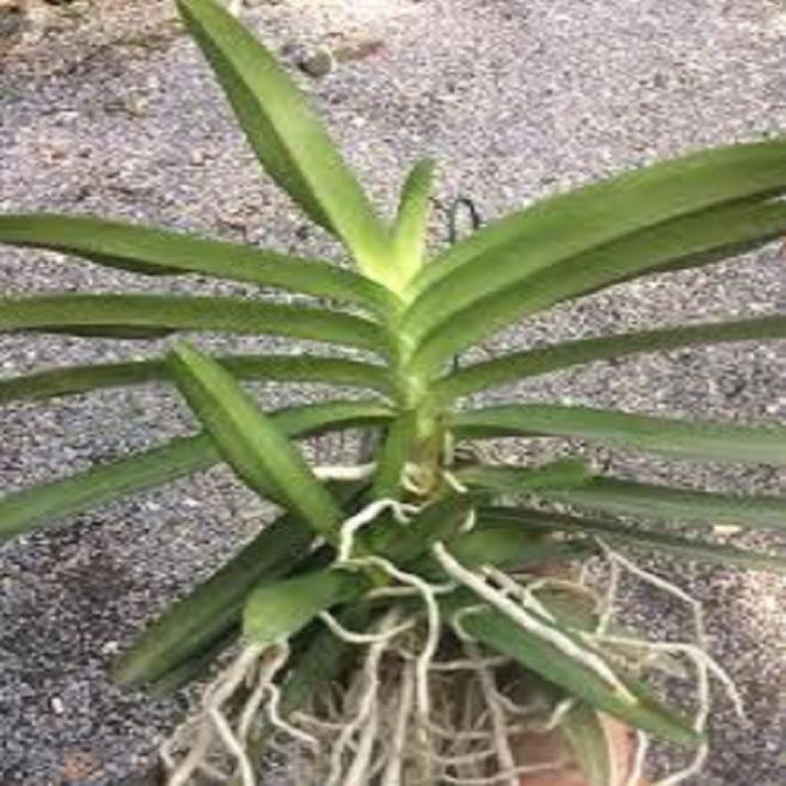 Hoa lan giáng thu + 700g phân thỏ hữu cơ