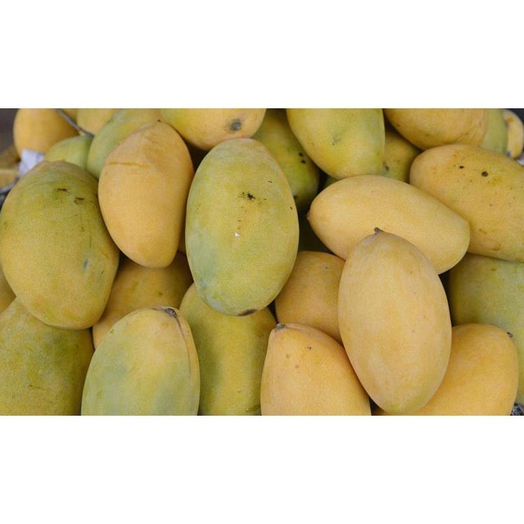 Cấy giống Xoài Keo CamPuchia. .