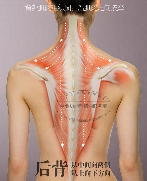 Massage Làm Đẹp Châm Cứu TPU Kinh Tuyến Thân Bàn Chải Giảm Béo Stovepipe Bàn Chải