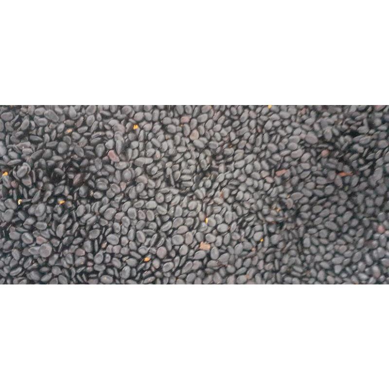 500 gram hạt giống Keo Lai trồng rừng