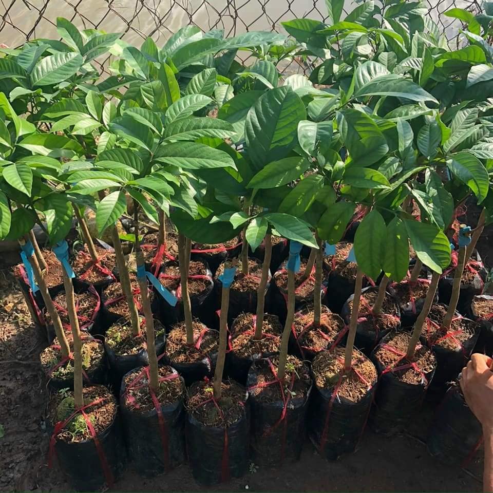 Cây giống bòn bon thái siêu quả