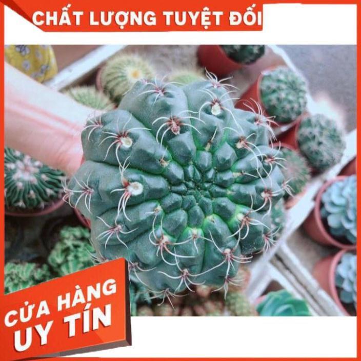 Chậu Xương Rồng Thần Long size đại Nhiều Người Mua