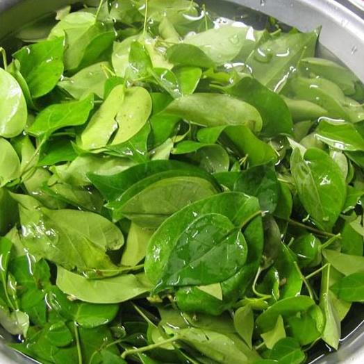 Combo 3 gói hạt giống cây lá giang f1 --gói 10 hạt-tặng kèm 1 gói phân bón