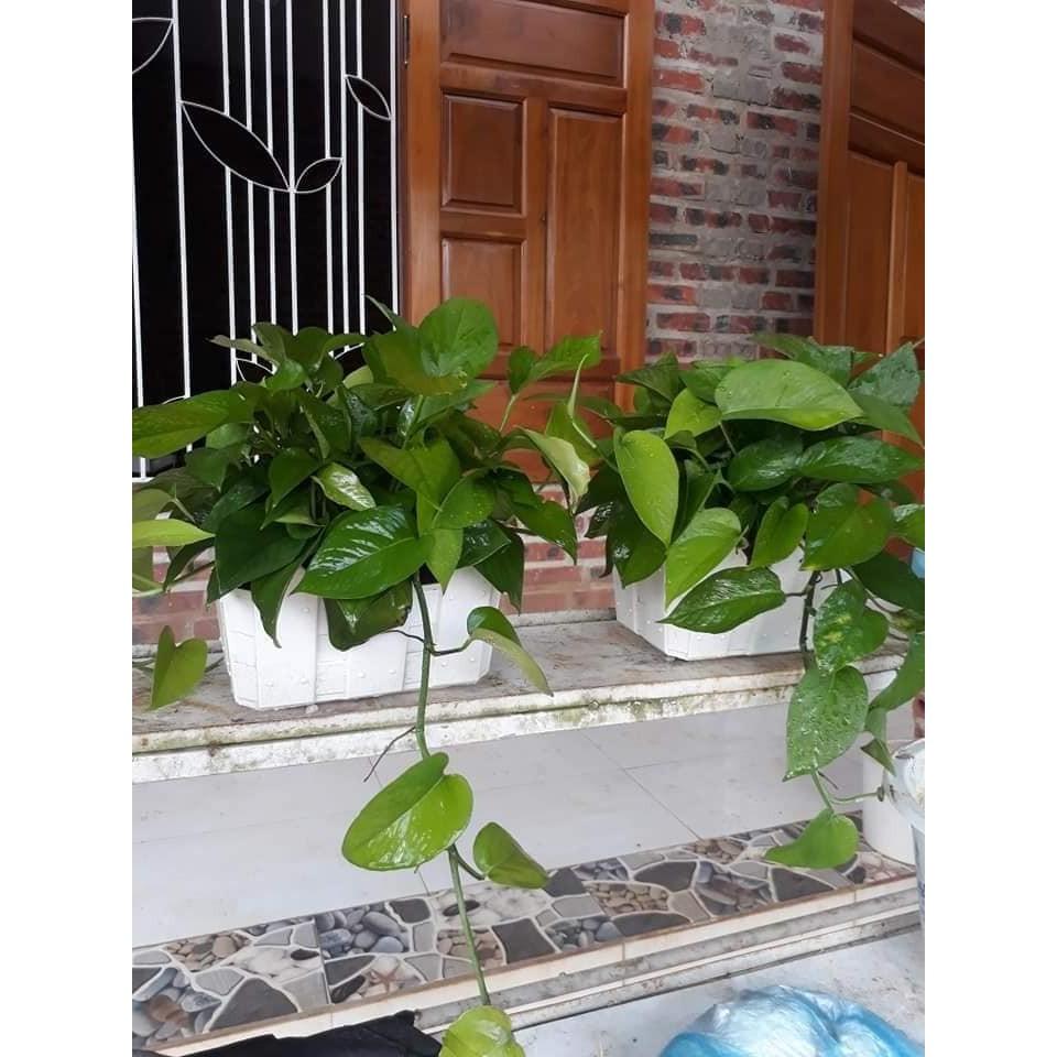 CHẬU CÂY TRẦU BÀ LÁ XANH, CÂY PHONG THỦY MANG TÀI LỘC CHO GIA CHỦ